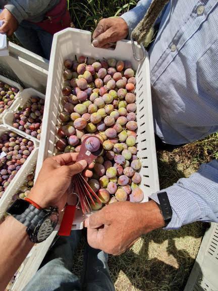 Mendoza apuesta al resurgir de las ciruelas